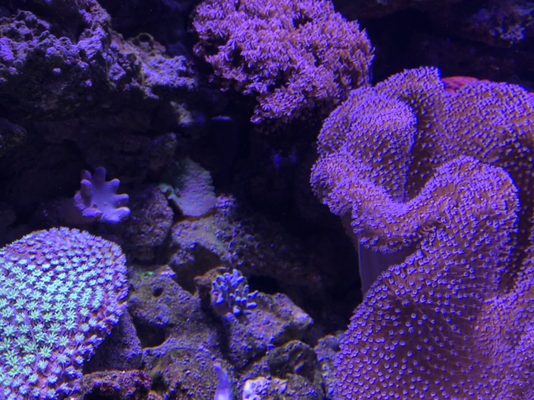 Cairns Aquarium by null