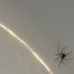 Egyptian Exterminating