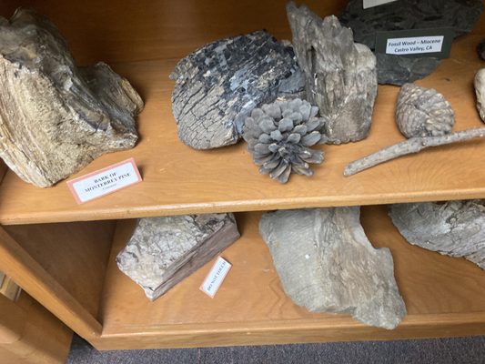 Children's Natural History Museum by null