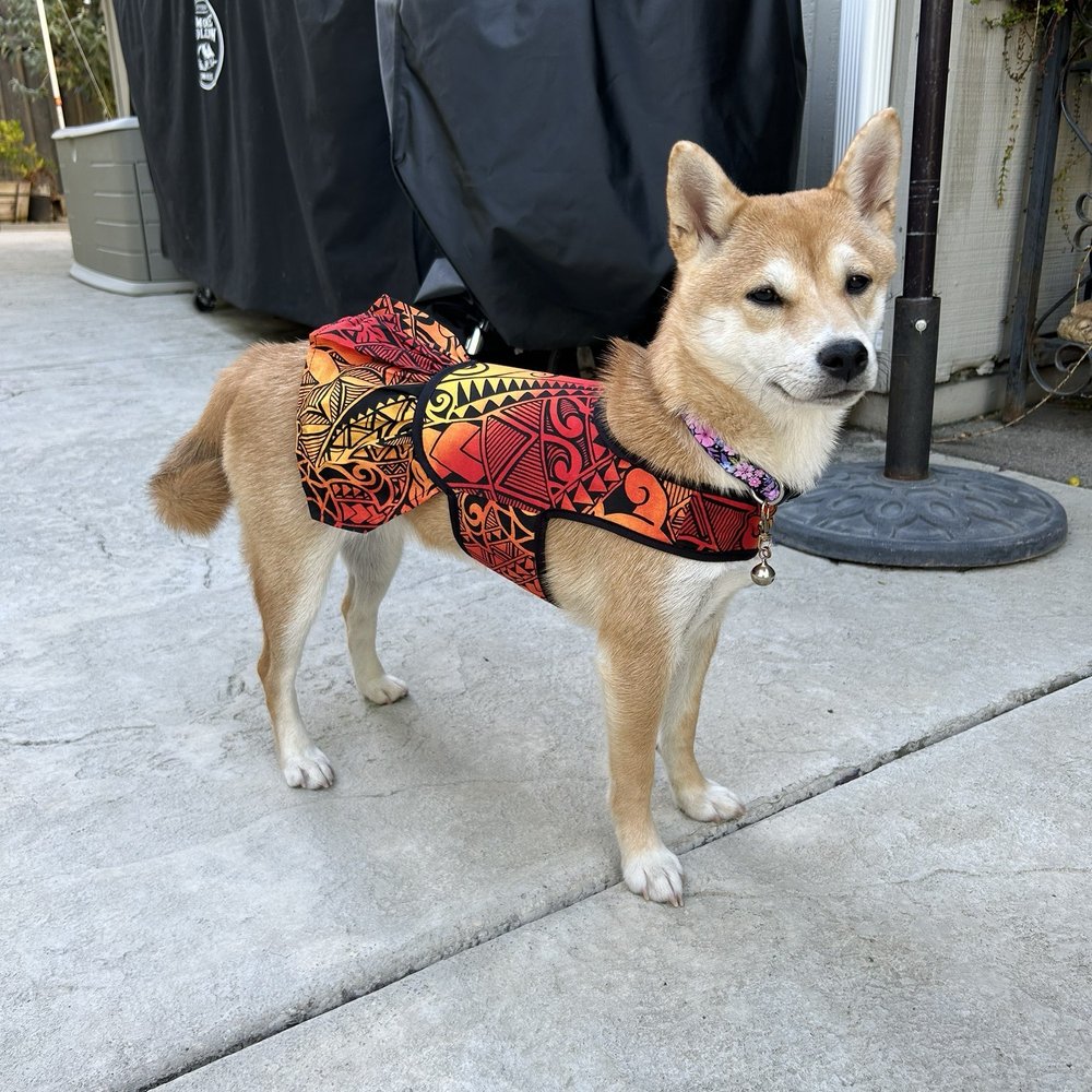 Aloha Paws - Newest dress - Pet Stores Near Me - Hilo, Hawaii Aloha Paws - Newest dress - Pet Stores Near Me - Hilo, Hawaii