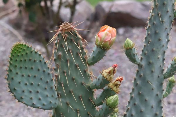 Lajitas Golf Resort by null