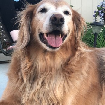 Grubby Dogs - Love, Love, Love going to get a bath with Nicole.  She is Awesome.  Grubby dogs Murrieta is a GREAT place to come for a bath.  We ♥️ It here - Pet Groomers Near Me - Murrieta, California