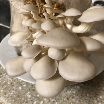 Opala Foods - a cluster of mushrooms on a plate - Specialty Food Near Me - Kaneohe, Hawaii Opala Foods - a cluster of mushrooms on a plate - Specialty Food Near Me - Kaneohe, Hawaii