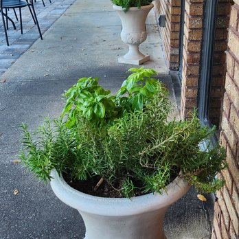 Jersey Brothers Diner - Fresh basil & rosemary at their entrance - Wraps Near Me - Palm Bay, Florida Jersey Brothers Diner - Fresh basil & rosemary at their entrance - Wraps Near Me - Palm Bay, Florida