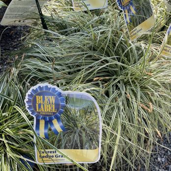 Wharton's Garden Center - a display of blue ribbon ribbons - Nurseries & Gardening Near Me - Rehoboth Beach, Delaware Wharton's Garden Center - a display of blue ribbon ribbons - Nurseries & Gardening Near Me - Rehoboth Beach, Delaware
