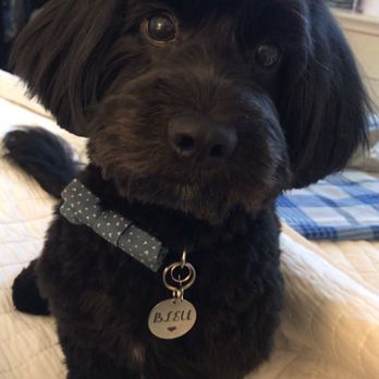 The Pampered Poodle - Pet Groomers Near Me - Livermore, California
