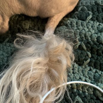 The Houndstooth - Pet Groomers Near Me