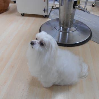 Little Poochies - Pet Groomers Near Me - Auburn, Washington Little Poochies - Pet Groomers Near Me - Auburn, Washington