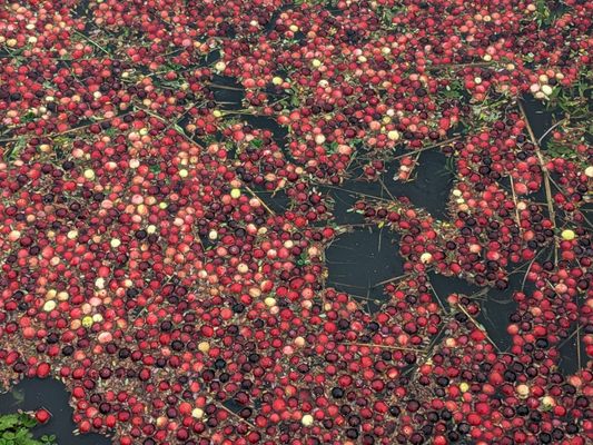 Cranberry Museum by null