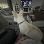 Photo of Stylish Petz