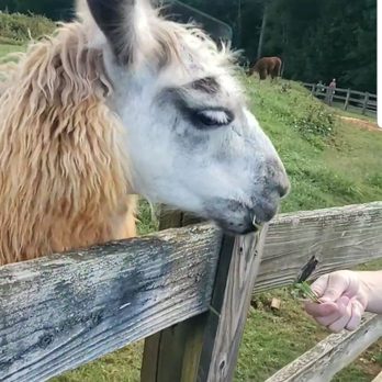 Divine Llama Vineyard - Wineries Near Me - East Bend, North Carolina