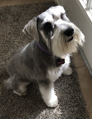 spoiled mutts humble