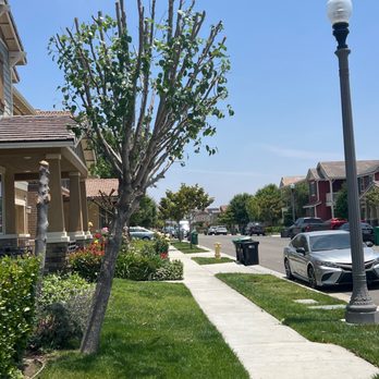 Anthony's Tree Service - After - Tree Services Near Me - Chino, California