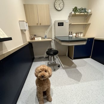 Bond Vet - Arlington - Veterinarians Near Me - Arlington, Virginia Bond Vet - Arlington - Veterinarians Near Me - Arlington, Virginia