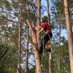 Show Me Tree Service - Show Me Tree Service