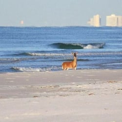 Beach Sunsets - Local deer exploring our beach