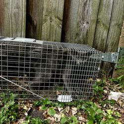 WardOff & Son Exterminating - Animal trapping