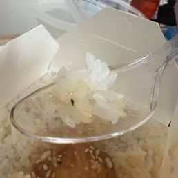 Bug in rice
