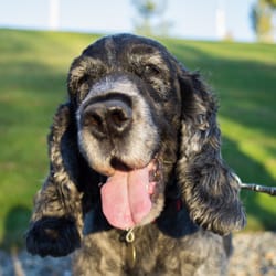 The Waggly Tail - Keep your dogs happy and healthy with daily walks with The Waggly Tail!