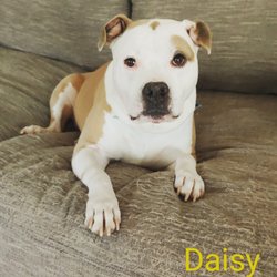 Clever Boy Pet Care - Daisy just adores her walks!