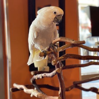 Media City Sun - Daisy the cockatoo - Spray Tanning Near Me - Burbank, California