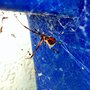 Photo of Already A Better Choice Termite & Pest Control