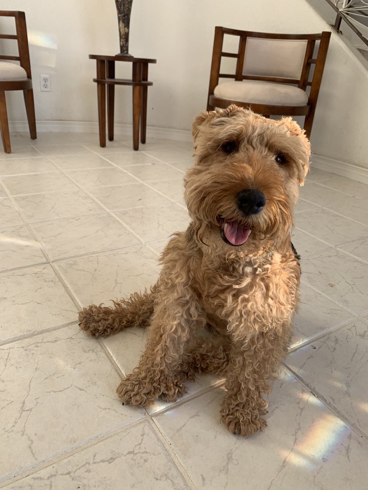 CLASSY PET CUTS Updated September 2024 33 Photos & 18 Reviews