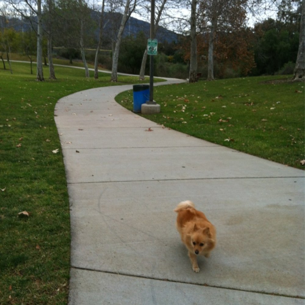 Camarillo Dog Park - Look how green it at the Camarillo dog park! - Pets Near Me