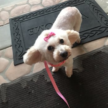 Dog Beauty Salon - Toy poodle Lola - Pet Groomers Near Me Dog Beauty Salon - Toy poodle Lola - Pet Groomers Near Me