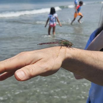 Nantasket Beach - Lucky dragonfly - Beaches Near Me - Hull, Massachusetts