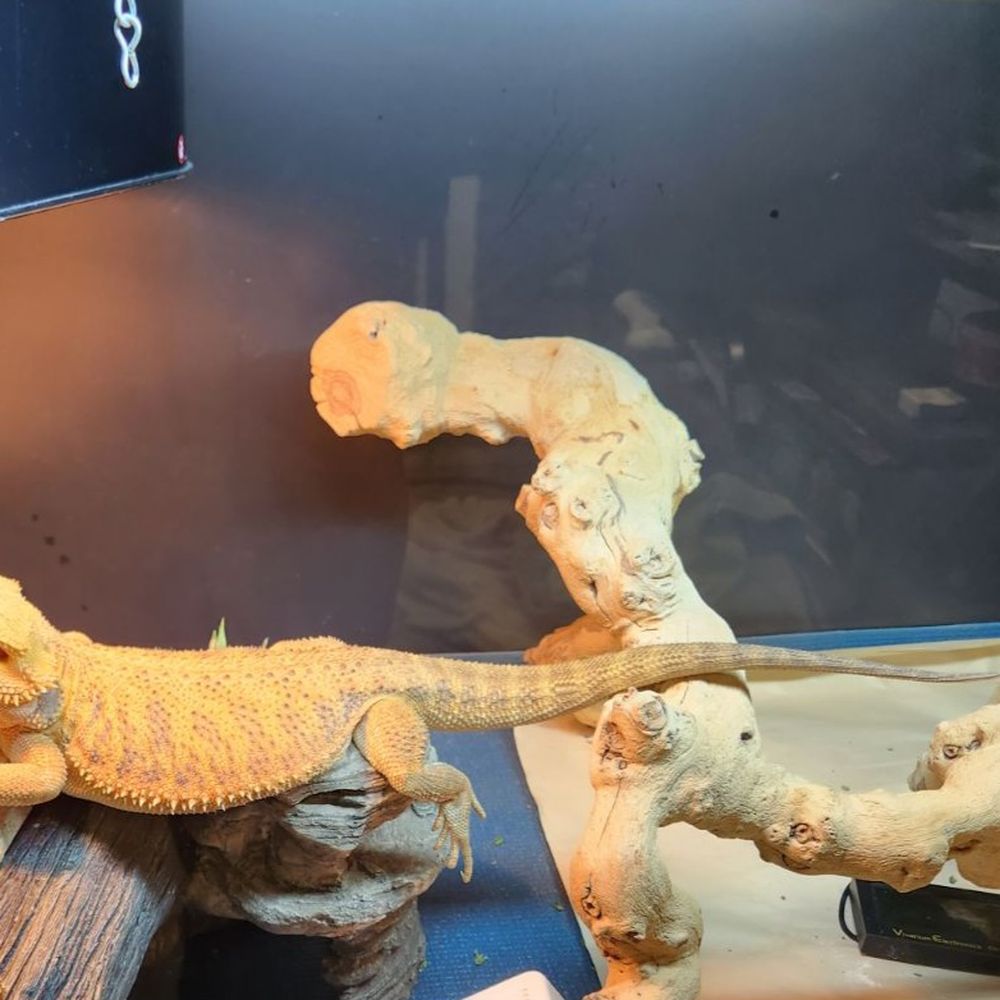 Beast Pets & Supplies - Draco has grown. He loves hornworms. Go to Beast_pets mom. - Reptile Shops Near Me - Spring Valley, California Beast Pets & Supplies - Draco has grown. He loves hornworms. Go to Beast_pets mom. - Reptile Shops Near Me - Spring Valley, California