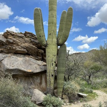 Wild Burro Trailhead - Hiking Near Me - Marana, Arizona Wild Burro Trailhead - Hiking Near Me - Marana, Arizona