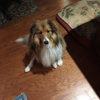Tom's Pet Outlet - My pups bad leg ! Toms Pet Outlet sells sick pups ! Please don't buy anything there! - Pet Stores Near Me - Norristown, Pennsylvania