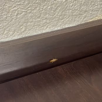 Red Roof Inn Washington DC - Lanham - Roach on the wall - Hotels Near Me - Lanham, Maryland Red Roof Inn Washington DC - Lanham - Roach on the wall - Hotels Near Me - Lanham, Maryland