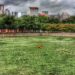 Meadows Dog Park - Dallas Skyline