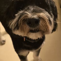 A Passion For Pets