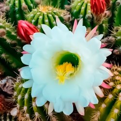 Desert Springs Golf Course - "Nature is smarter than people think." Thanks Alex S. It's so true indeed.