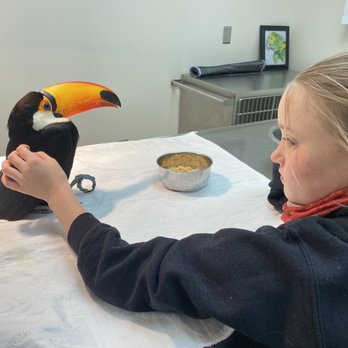 WSU Veterinary Teaching Hospital - Rocko my 11 year old toucan being seen for diabetes - Veterinarians Near Me - Pullman, Washington