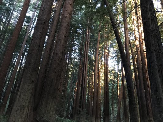 Navarro River Redwoods State Park by null