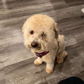 Barking Spot - It was raining but her haircut came out adorable! - Pet Stores Near Me - Chula Vista, California
