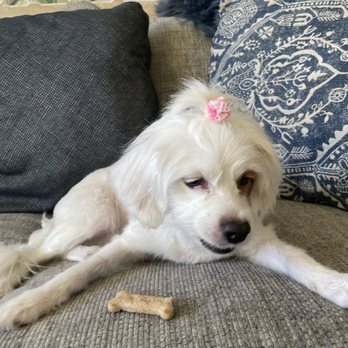 Groomer On The Go - Pet Groomers Near Me