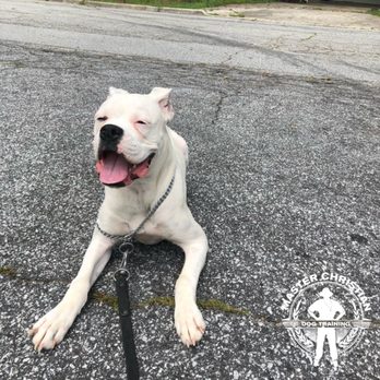 Master Christian Dog Training - Happy down - Pet Training Near Me - Atlanta, Georgia Master Christian Dog Training - Happy down - Pet Training Near Me - Atlanta, Georgia