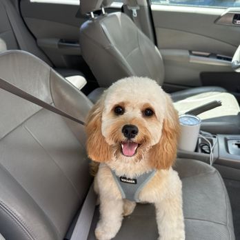 Petco - Dogs haircut - Pet Stores Near Me - Beaverton, Oregon
