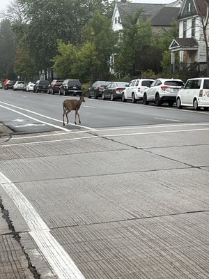 Positively 3rd Street Bakery by null