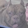 Ho'ala Kino Veterinary