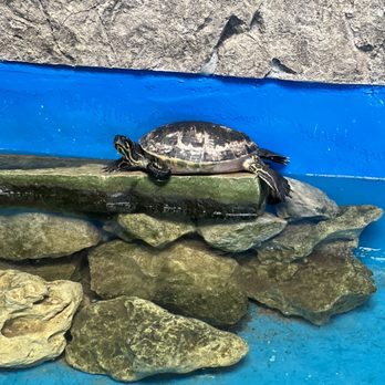 Gulf World - A turtle - Amusement Parks Near Me - Panama City Beach, Florida Gulf World - A turtle - Amusement Parks Near Me - Panama City Beach, Florida