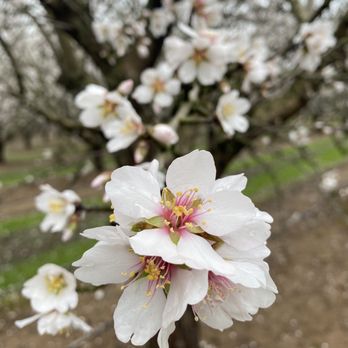 Rodin Farms - almond blossoms in a vase - Farmers Market Near Me - Modesto, California Rodin Farms - almond blossoms in a vase - Farmers Market Near Me - Modesto, California