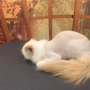 Kitty Spaw - Alternative lion cut - Pet Groomers Near Me