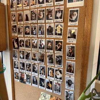 Overcast Coffee - DOG Pageant wall - Coffee & Tea Near Me - Seattle, Washington