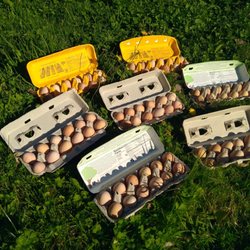 Matheson Farms - We have eggs from pastured hens!
